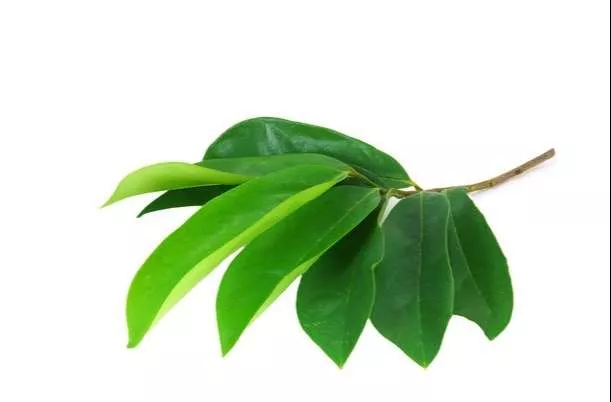 Ini Manfaat Daun Sirsak Untuk Kesehatan - Portalmadura.com gambar daun sirsak