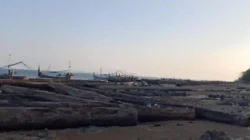 Geger! Ratusan Kayu Gelondongan Raksasa Terdampar Di Pantai Dungkek Sumenep, Nelayan Resah - Portalmadura.com Geger! Ratusan Kayu Gelondongan Raksasa Terdampar di Pantai Dungkek Sumenep, Nelayan Resah