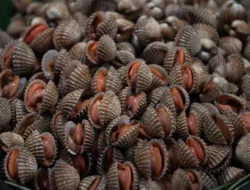 Bahaya Logam Berat Dalam Kerang