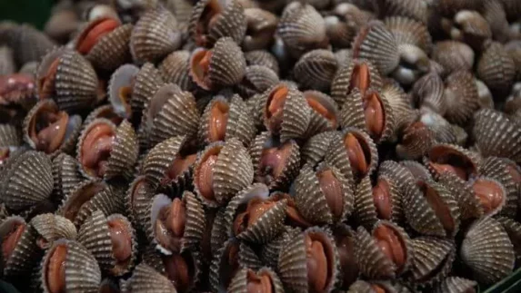 Bahaya Logam Berat Dalam Kerang