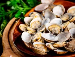 Kandungan Nutrisi & Manfaat Dalam Kerang