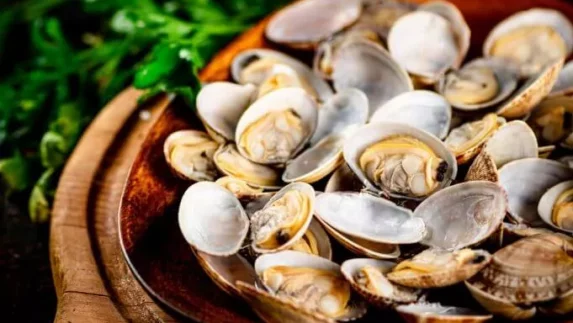 Kandungan Nutrisi & Manfaat Dalam Kerang