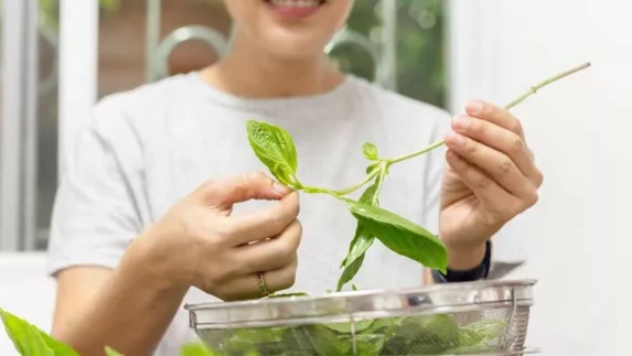 Daun Kemangi, Dapat Mengatasi Ejakulasi Dini