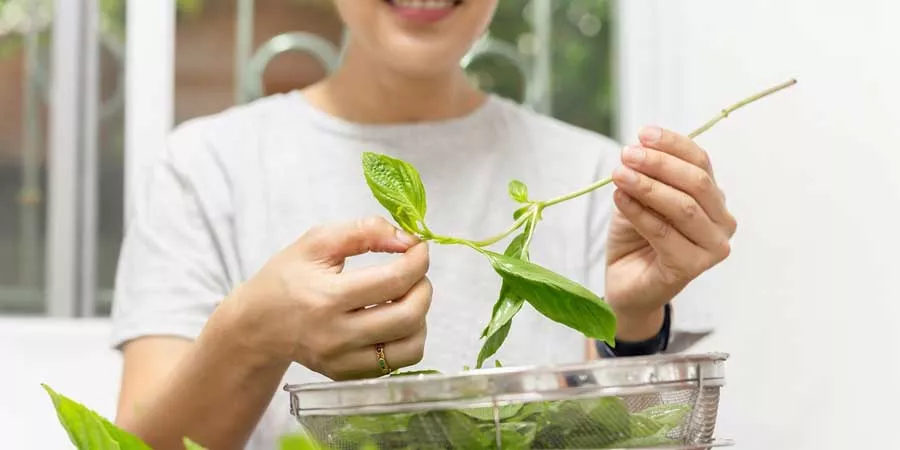 Daun Kemangi, Dapat Mengatasi Ejakulasi Dini - Portalmadura.com Daun Kemangi, Dapat Mengatasi Ejakulasi Dini