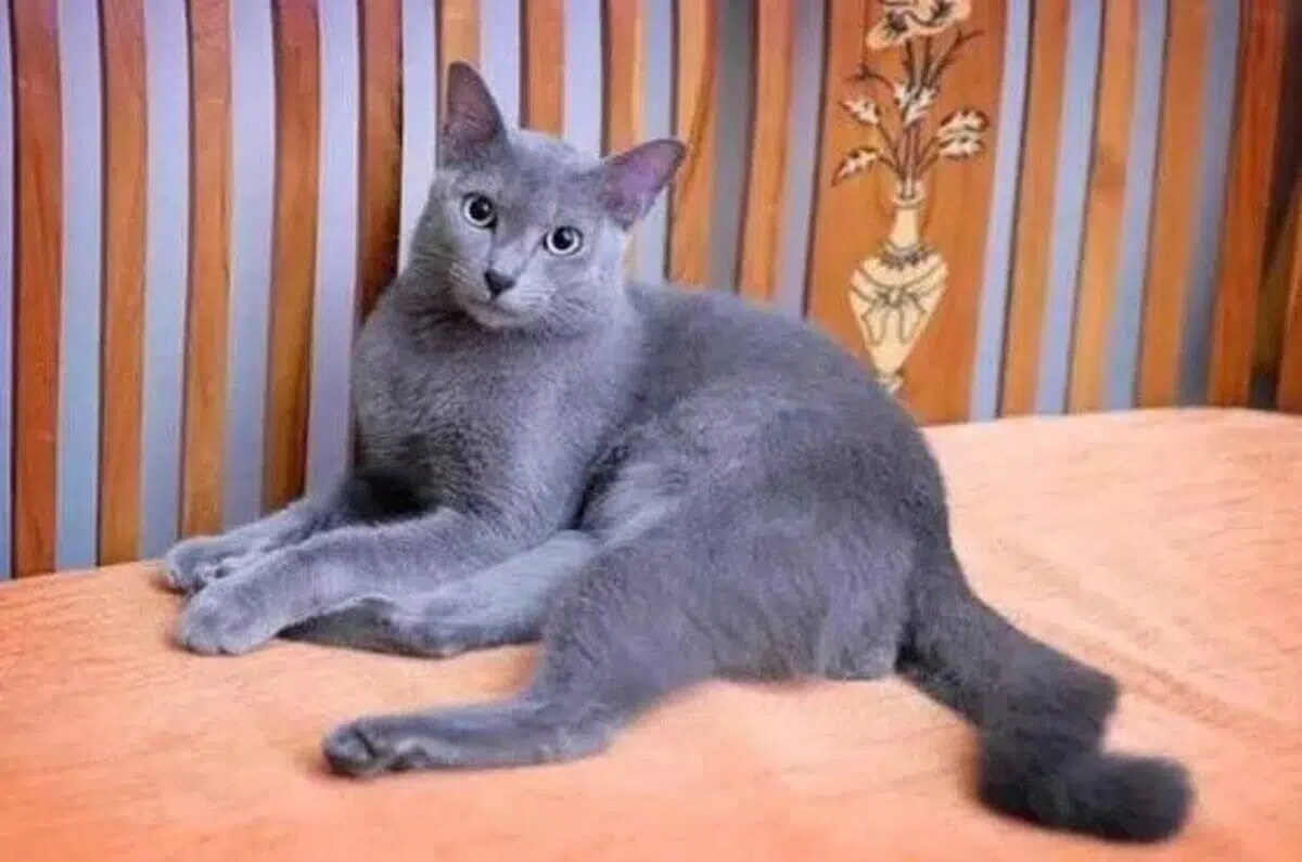 6 Hewan Khas Madura