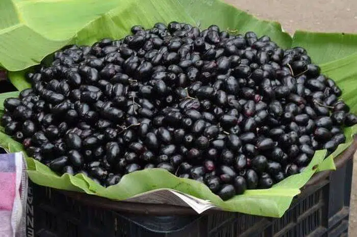 jamblang juwet dhuwek