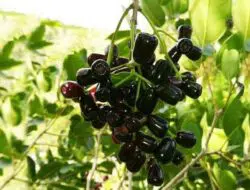 Manfaat Buah Dhuwe’ (Anggur Madura)