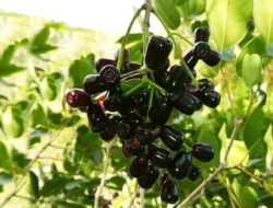 Manfaat Buah Dhuwe’ (Anggur Madura)