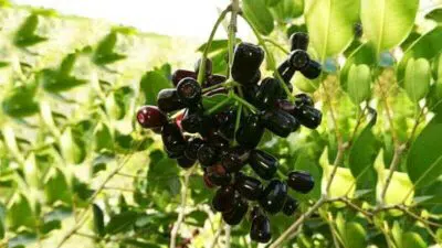 Manfaat Buah Dhuwe’ (Anggur Madura)