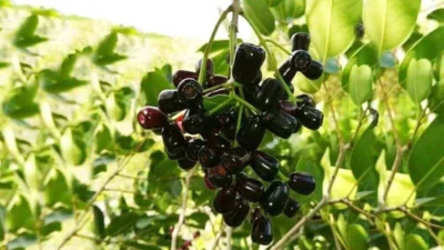 Manfaat Buah Dhuwe’ (Anggur Madura)
