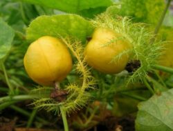 7 Khasiat Buah Rambusa Untuk Kesehatan