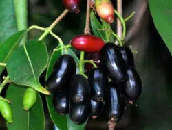 Manfaat Buah Dhuwe’ (Anggur Madura)