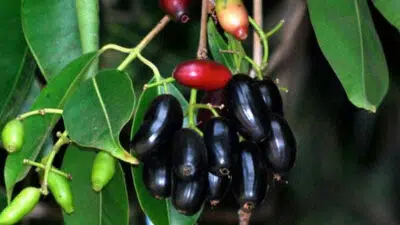 Manfaat Buah Dhuwe’ (Anggur Madura)