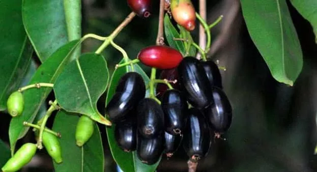 Manfaat Buah Dhuwe’ (Anggur Madura)