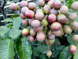 Segudang Manfaat Buah Matoa Untuk Kesehatan