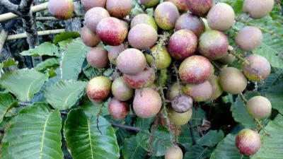Segudang Manfaat Buah Matoa Untuk Kesehatan