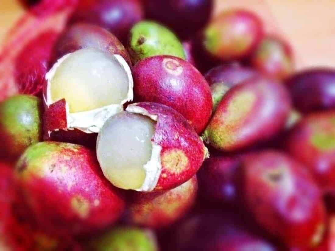 Manfaat Buah Matoa kesehatan dan kecantikan