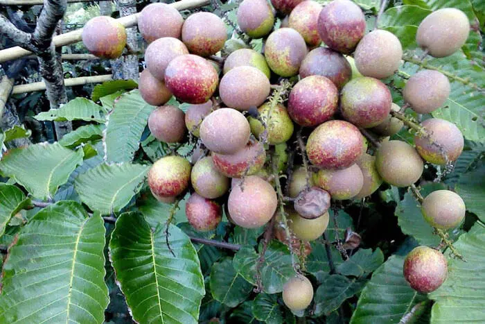 Khasiat Manfaat Buah Matoa