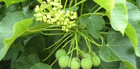 Manfaat Daun Jarak