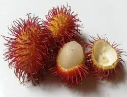 Segudang Manfaat Buah Rambutan Untuk Kesehatan Dan Kecantikan