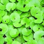 Segudang Manfaat Daun Pegagan Bagi Kesehatan