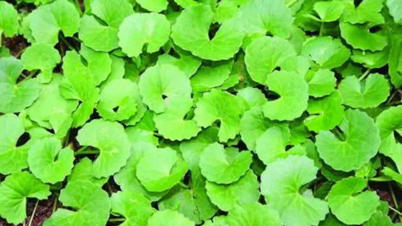 Manfaat Daun Pegagan