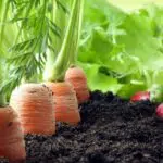 Tahukah Kamu, Bagaimana Tumbuhan Mendapatkan Makanan?