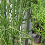 Cara Mengobati Berbagai Penyakit dengan Tanaman Patah Tulang