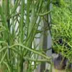 Cara Mengobati Berbagai Penyakit dengan Tanaman Patah Tulang