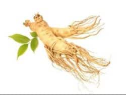 7 Fakta di Balik Khasiat Ginseng Bagi Tubuh