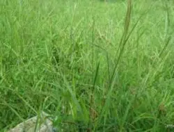 Inilah 4 Manfaat Rumput Teki untuk Kesehatan Anda