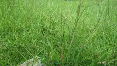 Inilah 4 Manfaat Rumput Teki untuk Kesehatan Anda