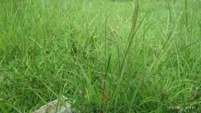 Inilah 4 Manfaat Rumput Teki untuk Kesehatan Anda