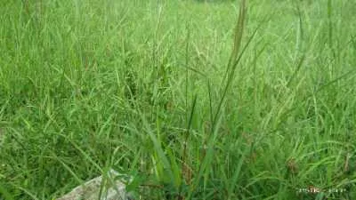 Inilah 4 Manfaat Rumput Teki untuk Kesehatan Anda