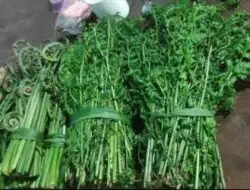 Inilah 4 Daftar Manfaat Sayur Pakis Bagi Kesehatan