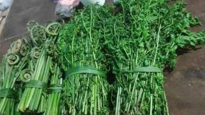 Manfaat Sayur Pakis Bagi Kesehatan