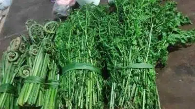 Manfaat Sayur Pakis Bagi Kesehatan