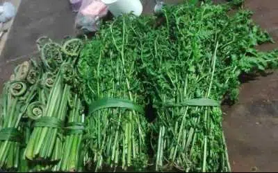 Manfaat Sayur Pakis Bagi Kesehatan