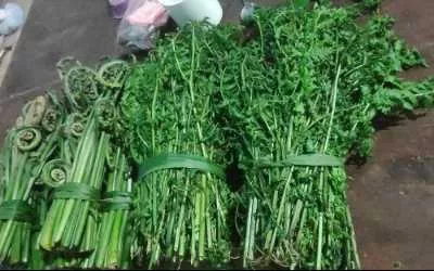 Inilah 4 Daftar Manfaat Sayur Pakis Bagi Kesehatan