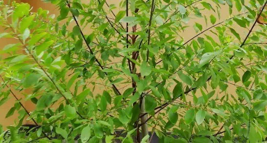 Sejuta Manfaat Pohon Cendana Bagi Kehidupan
