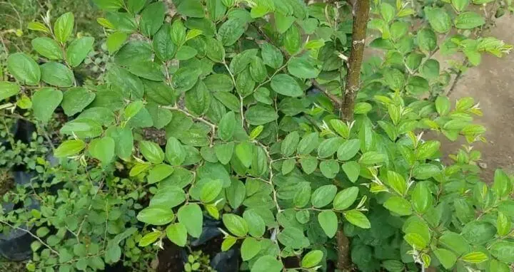 Bidara, Daun Penangkal Sihir dan Ditakuti Jin