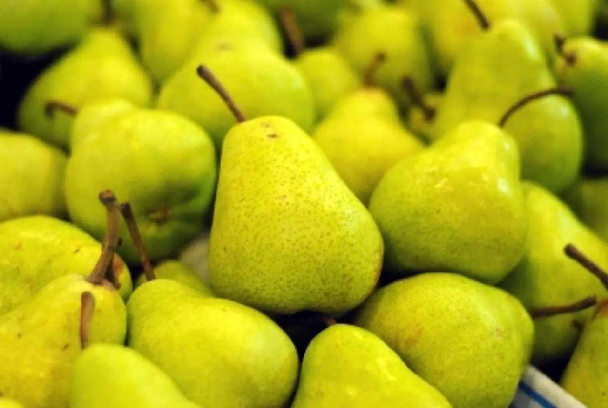 buah pir