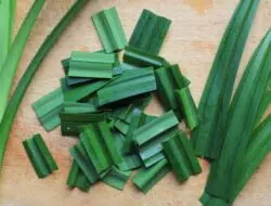 4 Khasiat Tersembunyi Daun Pandan Bagi Kecantikan