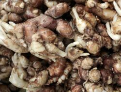 6 Manfaat Kencur Bagi Kesehatan Kulit dan Tubuh Lho?