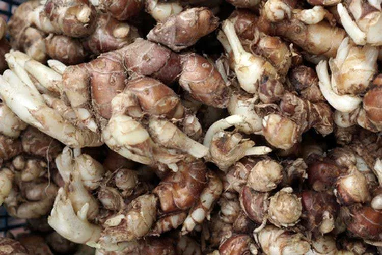 6 Manfaat Kencur Bagi Kesehatan Kulit dan Tubuh Lho?