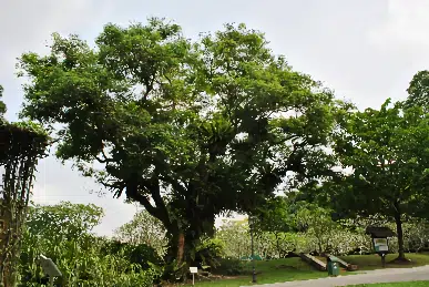 manfaat daun saga