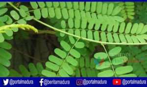 Manfaat Daun Saga untuk kesehatan
