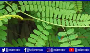 Manfaat Daun Saga untuk kesehatan