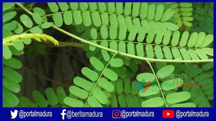 Manfaat Daun Saga Untuk Kesehatan - Portalmadura.com Manfaat Daun Saga untuk kesehatan
