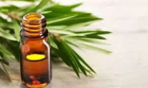 2 Manfaat Tea Tree Oil untuk Hilangkan Ketombe